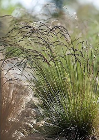 FESTUCA amethystina